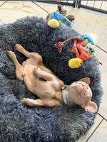 Baron, a male French Bulldog for sale in Fort Myers, FL – Photo 9 of 10