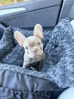 Baron, a male French Bulldog for sale in Fort Myers, FL – Photo 8 of 10