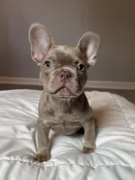 Baron, a male French Bulldog for sale in Fort Myers, FL – Photo 2 of 10