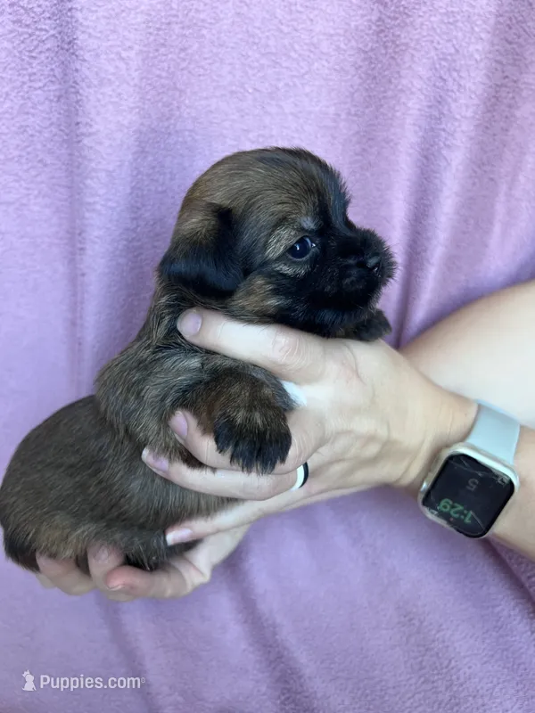 Ginger – Shorkie puppy for sale in Canton, SD