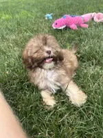 Usher, a male Shihpoo for sale in Canton, SD – 3 of 9