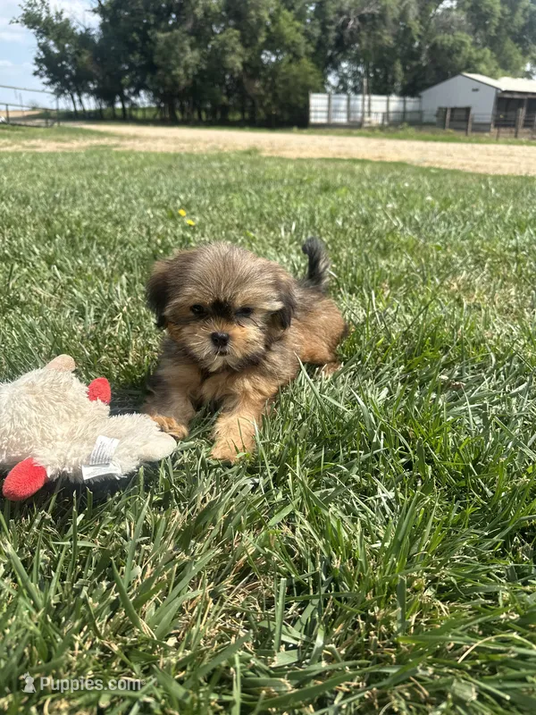 West – Shorkie puppy for sale in Canton, SD