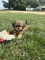 West, a female Shorkie for sale in Canton, SD – 1 of 6