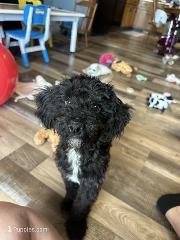 Moby – Yorkipoo puppy for sale in Canton, SD