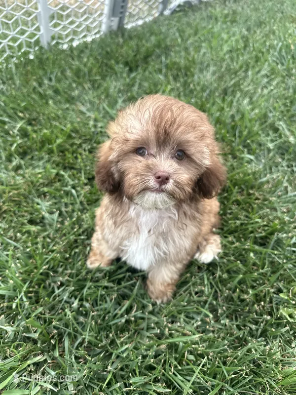 Usher – Shihpoo puppy for sale in Canton, SD