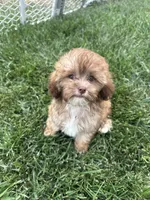 Usher, a male Shihpoo for sale in Canton, SD – 1 of 9