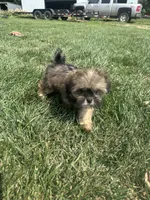Wendy, a female Shorkie for sale in Canton, SD – 3 of 7