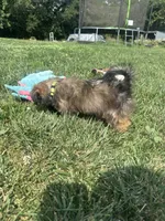Wendy, a female Shorkie for sale in Canton, SD – 4 of 7