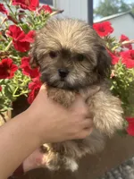 Whitney, a female Shorkie for sale in Canton, SD – 5 of 6