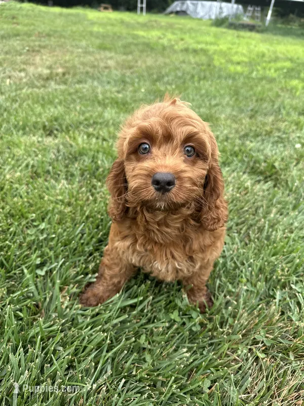 Aslan – Cockapoo puppy for sale in Canton, SD