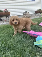 DJ, a male Cockapoo for sale in Canton, SD – 6 of 7