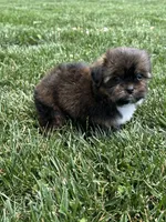 Sven, a male Shorkie for sale in Canton, SD – 8 of 10