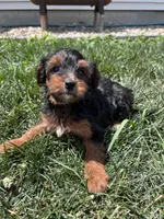 Trixie, a female Yorkipoo for sale in Canton, SD – 2 of 7