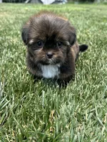 Sven, a male Shorkie for sale in Canton, SD – 10 of 10