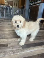 Dani, a female Cockapoo for sale in Canton, SD – 2 of 8