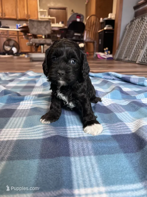 Finn – Cockapoo puppy for sale in Canton, SD