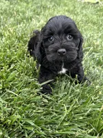 Quick , a male Cockapoo for sale in Canton, SD – 8 of 9