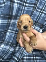 Victor, a male Golden Retriever for sale in Canton, SD – 1 of 4