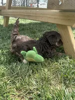 Rain, a female Shihpoo for sale in Canton, SD – 3 of 9