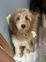 DJ, a male Cockapoo for sale in Canton, SD – 2 of 6