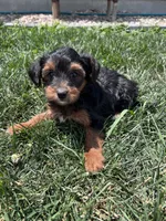 Trixie, a female Yorkipoo for sale in Canton, SD – 1 of 7