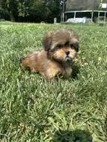 West, a female Shorkie for sale in Canton, SD – 4 of 6