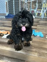Colt, a male Shihpoo for sale in Canton, SD – 3 of 7