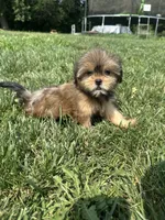 West, a female Shorkie for sale in Canton, SD – 5 of 6