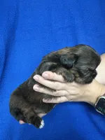 Sven, a male Shorkie for sale in Canton, SD – 5 of 5