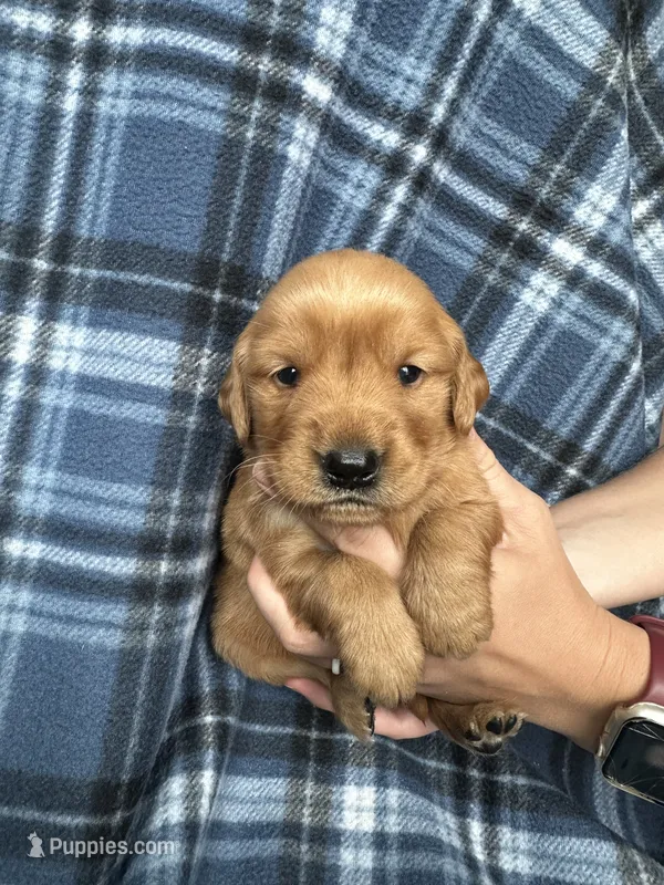 Valarie – Golden Retriever puppy for sale in Canton, SD
