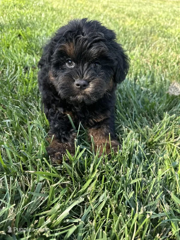 Colt – Shihpoo puppy for sale in Canton, SD