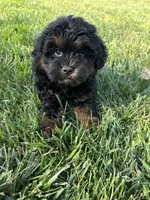 Colt, a male Shihpoo for sale in Canton, SD – 1 of 10