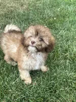Usher, a male Shihpoo for sale in Canton, SD – 5 of 9