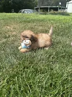 Usher, a male Shihpoo for sale in Canton, SD – 6 of 9