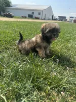 Wendy, a female Shorkie for sale in Canton, SD – 6 of 7
