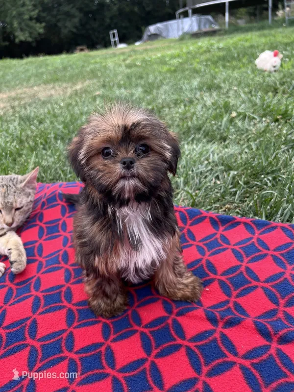 Sadie – Shorkie puppy for sale in Canton, SD