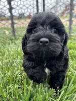 Quick , a male Cockapoo for sale in Canton, SD – 9 of 9