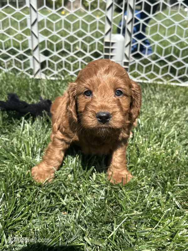 Prince  – Miniature Goldendoodle puppy on hold in Canton, SD