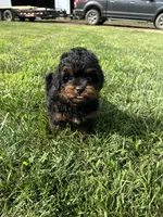 Cesar, a male Shihpoo for sale in Canton, SD – 3 of 10