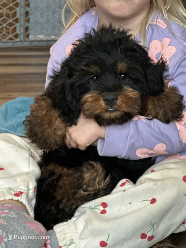 Cesar – Shihpoo puppy for sale in Canton, SD