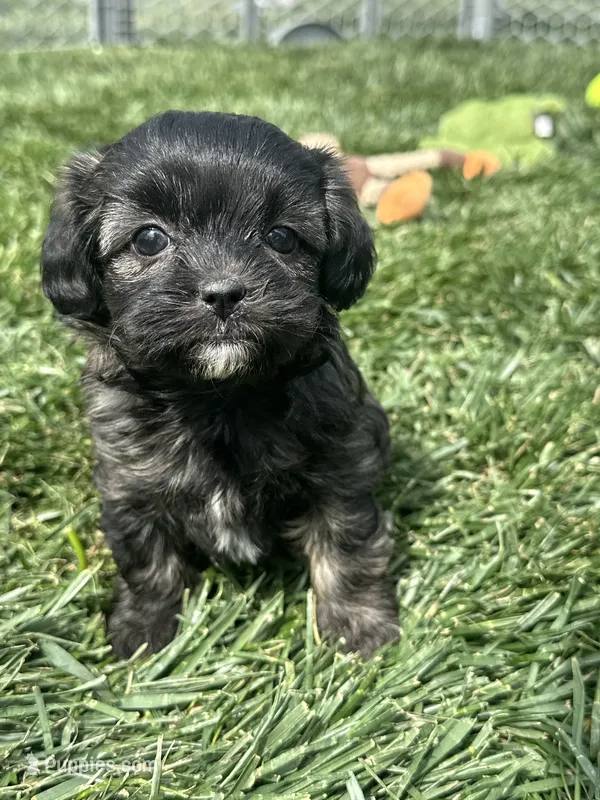 Reese – Shihpoo puppy for sale in Canton, SD
