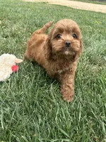 Aspen, a female Cockapoo for sale in Canton, SD – 6 of 7