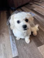 Iceman, a male Shichon for sale in Canton, SD – Photo 4 of 9
