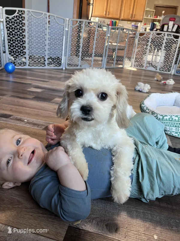 Iceman – Shichon puppy for sale in Canton, SD