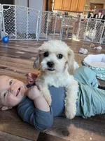 Iceman, a male Shichon for sale in Canton, SD – Photo 1 of 9