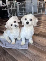 Iceman, a male Shichon for sale in Canton, SD – Photo 7 of 9