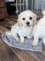 Iceman, a male Shichon for sale in Canton, SD – Photo 3 of 9