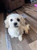 Iceman, a male Shichon for sale in Canton, SD – Photo 5 of 9