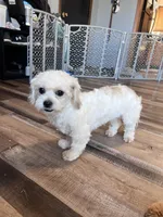 Iceman, a male Shichon for sale in Canton, SD – Photo 9 of 9
