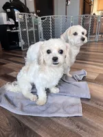 Iceman, a male Shichon for sale in Canton, SD – Photo 8 of 9